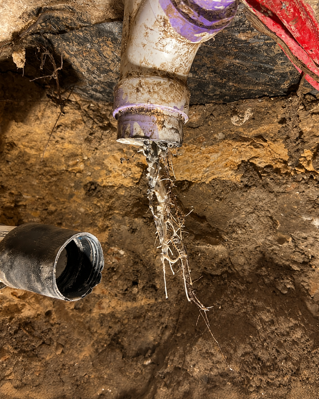 Root intrusion visible inside a damaged residential sewer line